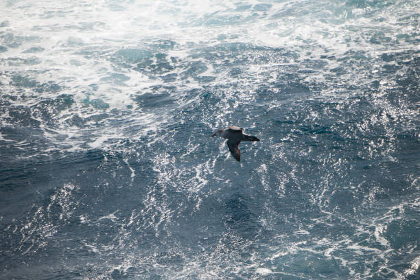 istock scenic antarctic photos 971779374