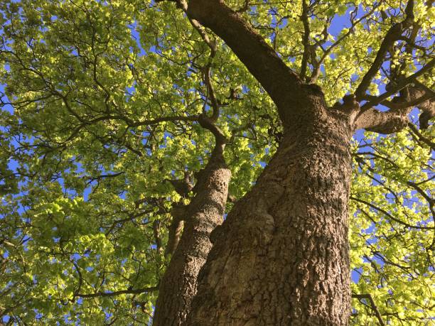 istock Mature sycamore tree on Cathedral green in Exeter - May 2018 971779686