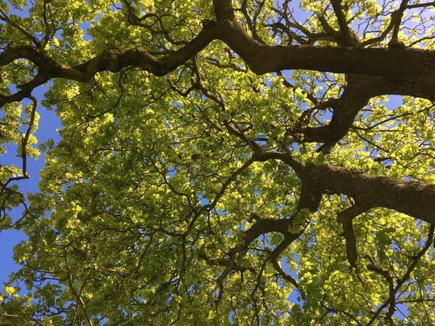 istock Mature sycamore tree on Cathedral green in Exeter - May 2018 971779734