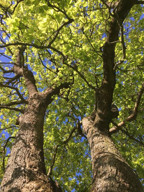 istock Mature sycamore tree on Cathedral green in Exeter - May 2018 971780002