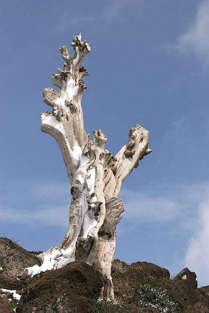 One tree standing stock photo