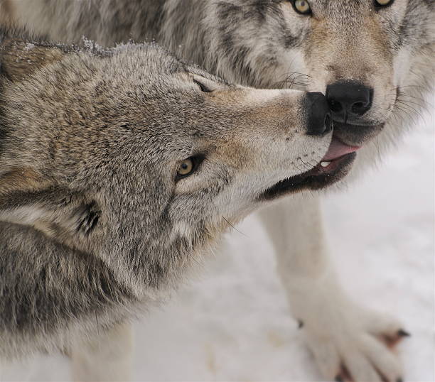 Affection by timber wolves stock photo