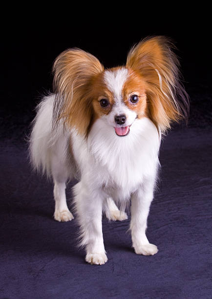 istock Dog of breed papillon 97178989