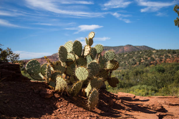 USA, Arizona, Yavapai County, Sedona, Cathedral Rock Cactus in Sedona sunset cloudscape cloud arizona stock pictures, royalty-free photos & images