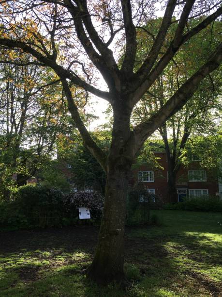 istock Common walnut tree in late flower - May 2018 971794364