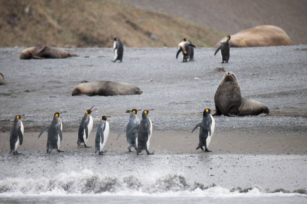 istock antarctic wild life 971794614