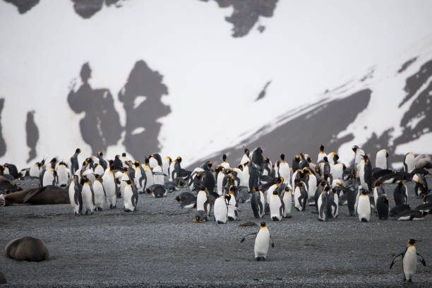 istock antarctic wild life 971794628