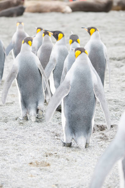 istock Wild Antartica life 971798686