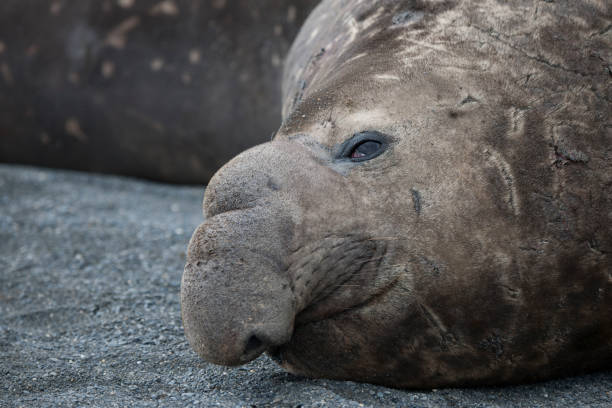 istock Wild Antartica life 971798698