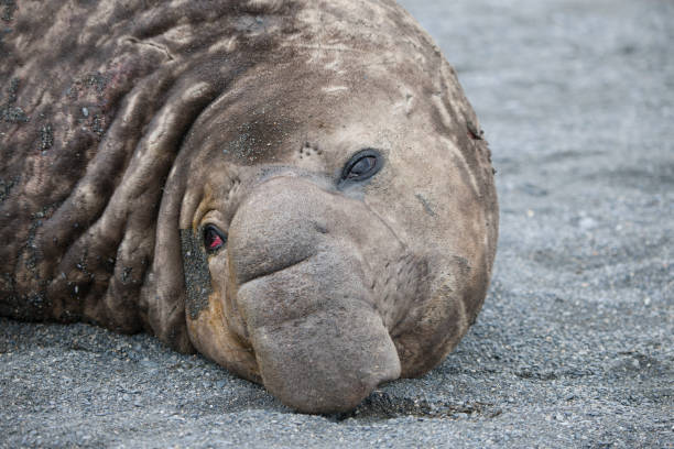 istock Wild Antartica life 971798714