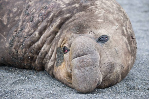 istock Wild Antartica life 971798722