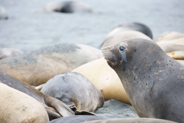 istock Wild Antartica life 971798798