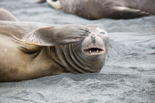 istock Wild Antartica life 971798812