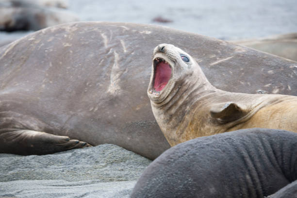 istock Wild Antartica life 971798814