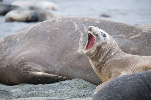 istock Wild Antartica life 971798820