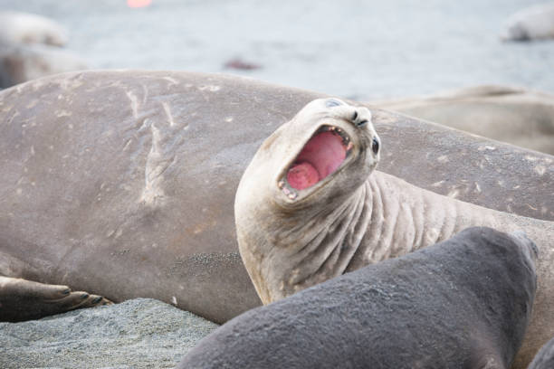 istock Wild Antartica life 971798822