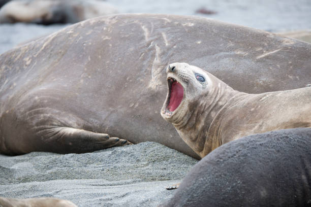 istock Wild Antartica life 971798826