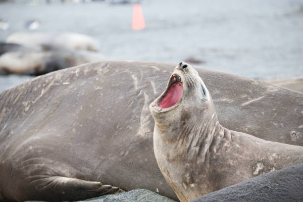 istock Wild Antartica life 971798832