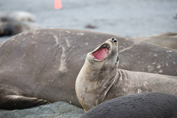 istock Wild Antartica life 971798836