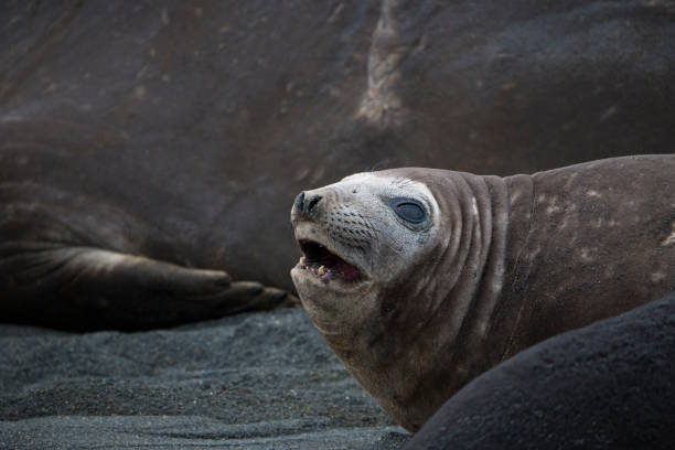 istock Wild Antartica life 971798856