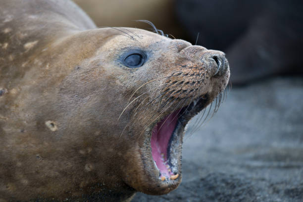 istock Wild Antartica life 971798914