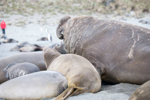 istock Wild Antartica life 971798918