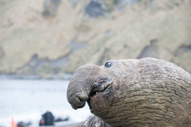 istock wild life of Antartica 971801430