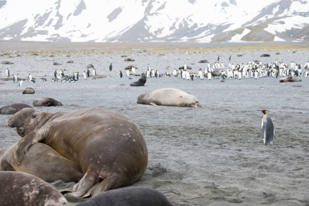 istock wild life of Antartica 971801436