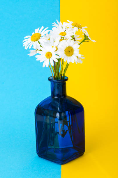 Small bouquet of white daisies in vase. Studio Photo