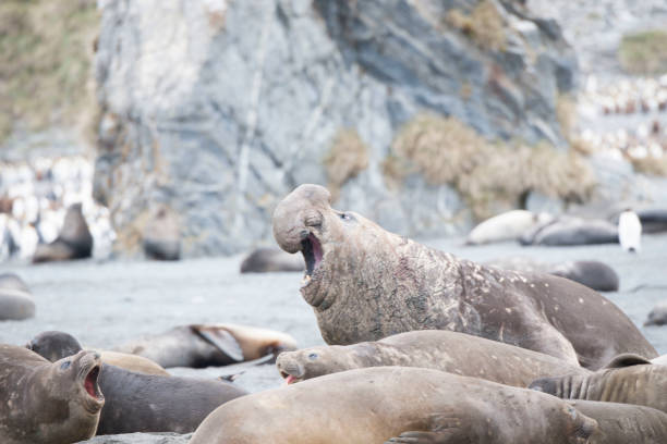istock antartica and its wild life 971801838