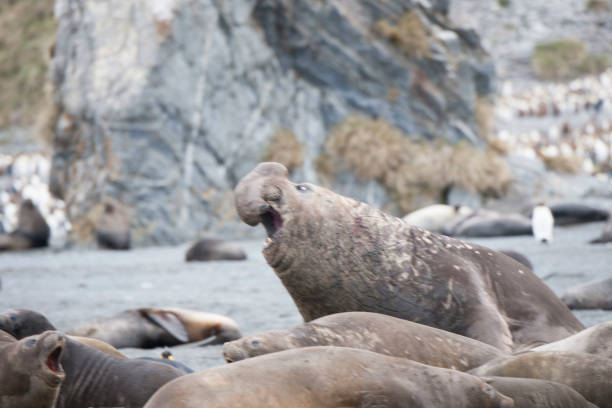 istock antartica and its wild life 971801852