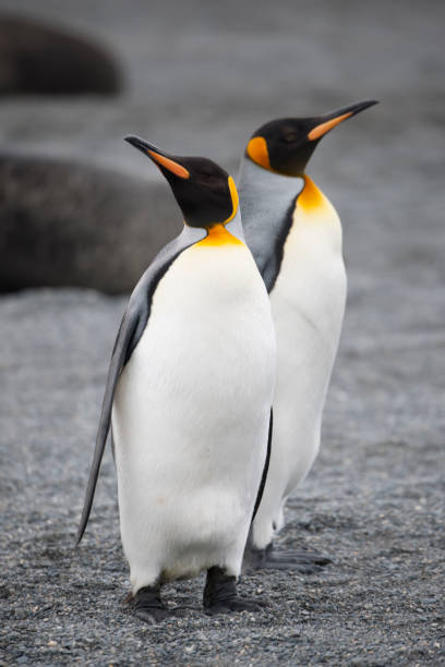 istock antartica and its wild life 971801984