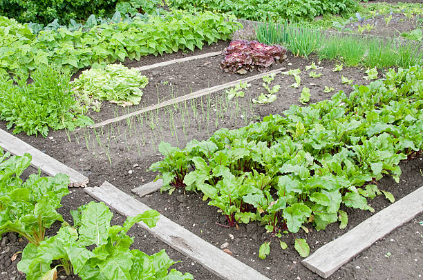 istock Allotment Garden Bed 97180292