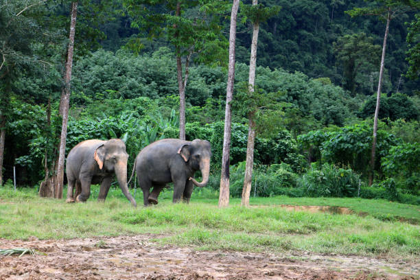 istock Asiatic elephant in the wild with forest and mountain background. 971804366