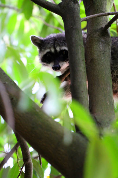 istock Treed Raccoon 971809448