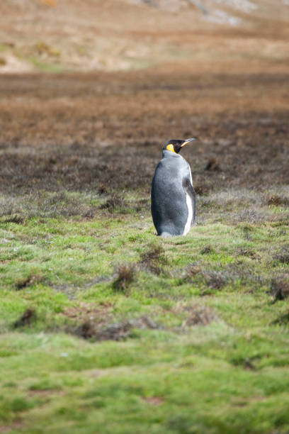 istock Antartica wild life 971809736