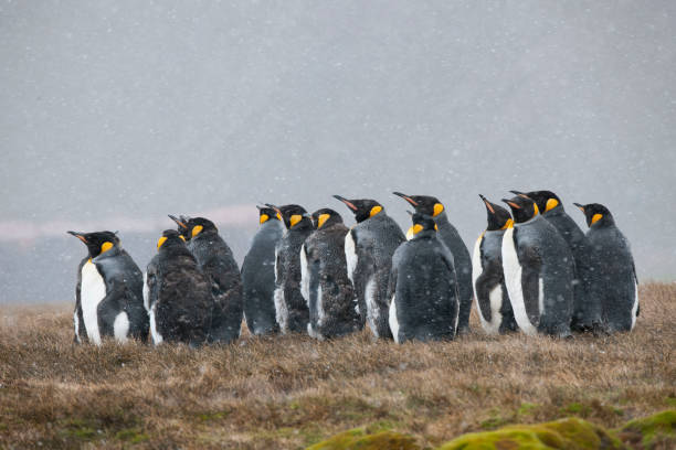 istock Antartica wild life 971809846
