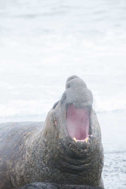 istock Antartica will life 971815712