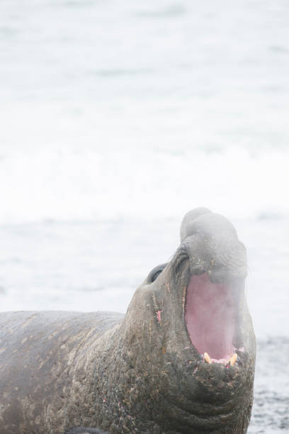 istock Antartica will life 971815716