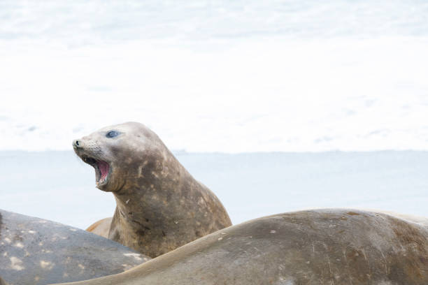istock Antartica Wild life 971815942