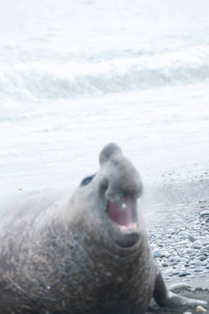 istock Antartica Wild life 971815960