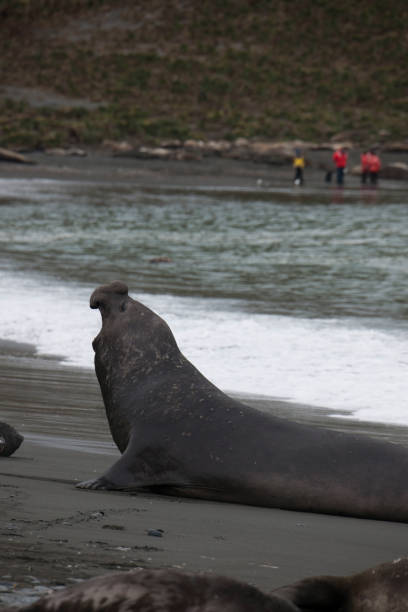 istock Antartica Wild life 971816020