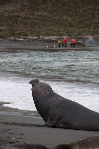 istock Antartica Wild life 971816028