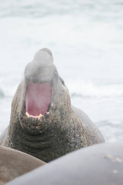 istock Antartica Wild life 971816042