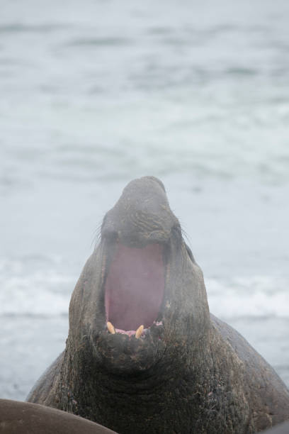 istock Antartica Wild life 971816058