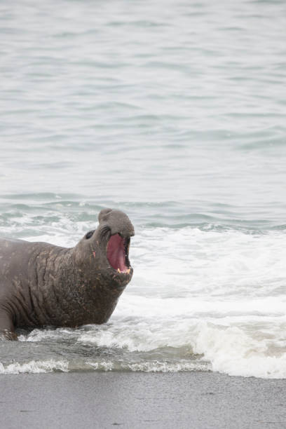 istock Antartica Wild life 971816110