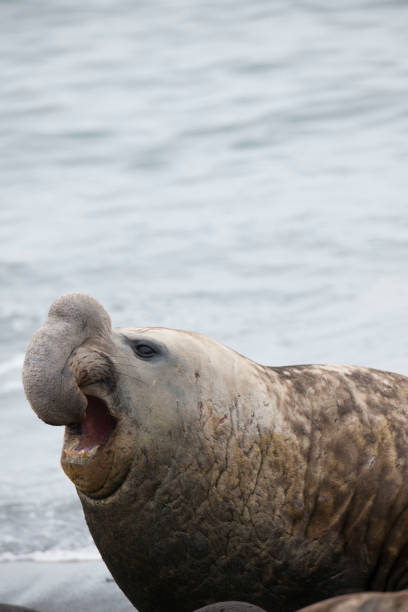 istock Antartica Wild life 971816164