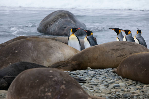 istock Antartica Wild life 971816224