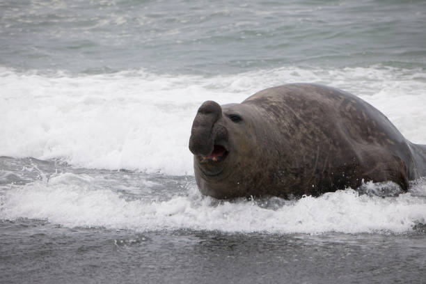 istock Antartica Wild life 971816260