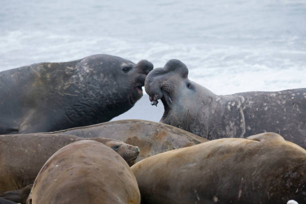istock Antartica Wild life 971816270